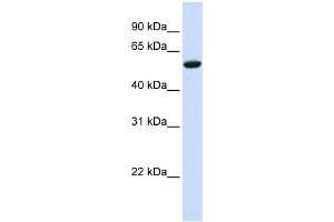WB Suggested Anti-ZNF77 Antibody Titration:  0. (ZNF77 antibody  (N-Term))