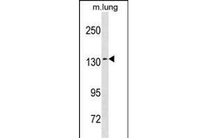 SEC31A Antibody (Center) (ABIN1881783 and ABIN2839018) western blot analysis in mouse lung tissue lysates (35 μg/lane).
