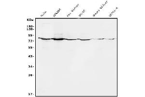 Western blot analysis of ALPL using anti-ALPL antibody (ABIN7600728).