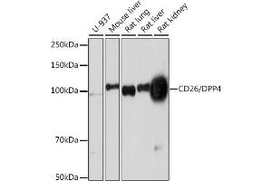 Western blot analysis of extracts of various cell lines, using CD26/DPP4 Rabbit mAb (ABIN7266783) at 1:1000 dilution. (DPP4 antibody)