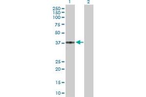 Western Blot analysis of CCR5 expression in transfected 293T cell line by CCR5 MaxPab polyclonal antibody.