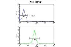 XPOT Antibody (C-term) (ABIN391953 and ABIN2841751) flow cytometric analysis of NCI- cells (bottom histogram) compared to a negative control cell (top histogram). (XPOT antibody  (C-Term))