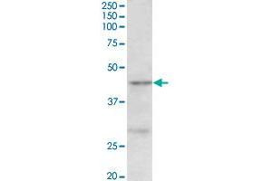 PRMT6 polyclonal antibody  (0. (PRMT6 antibody  (Internal Region))