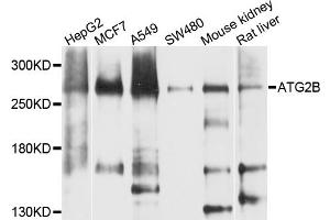 Western blot analysis of extracts of various cell lines, using ATG2B antibody.