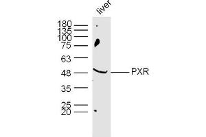 Mouse Liver lysates probed with PXR Polyclonal Antibody, Unconjugated  at 1:300 dilution and 4˚C overnight incubation. (NR1I2 antibody  (AA 51-150))