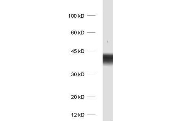 Synaptoporin antibody