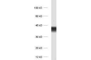 dilution: 1 : 1000, sample: rat brain homogenate (Synaptoporin antibody)