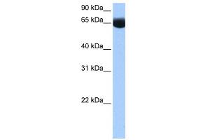 WB Suggested Anti-NSUN6 Antibody Titration:  0. (NSUN6 antibody  (N-Term))