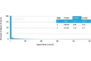 Analysis of Protein Array containing more than 19,000 full-length human proteins using CD31 Mouse Monoclonal Antibody (PECAM1/3540) Z- and S- Score: The Z-score represents the strength of a signal that a monoclonal antibody (MAb) (in combination with a fluorescently-tagged anti-IgG secondary antibody) produces when binding to a particular protein on the HuProtTM array. (CD31 antibody  (AA 625-738))