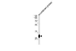 BCL2L1 Antibody (ABIN1882212 and ABIN2843472) western blot analysis in recombinant protein lysates (35 μg/lane). (BCL2L1 antibody)