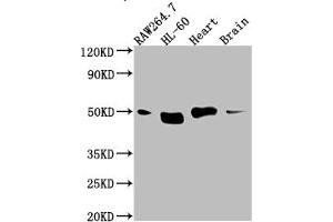 Western Blot Positive WB detected in: RAW264. (Recombinant TINF2 antibody)