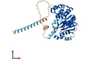 AlphaFold protein structure predicition of Human Recombinant GALNTL5 Protein, UniprotID Q7Z4T8