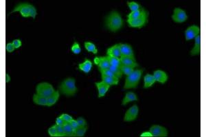 Immunofluorescence staining of MCF-7 cells with ABIN7164746 at 1:166, counter-stained with DAPI. (PA2G4 antibody  (AA 2-394))