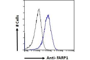 ABIN185104 Flow cytometric analysis of paraformaldehyde fixed HepG2 cells (blue line), permeabilized with 0. (FARP1 antibody  (N-Term))