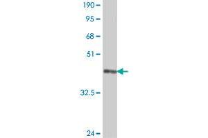 Western Blot detection against Immunogen (38. (CNTNAP1 antibody  (AA 22-131))