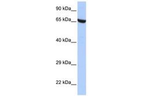 ZNF528 antibody  (AA 396-445)