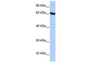 ZNF528 Antikörper  (AA 396-445)