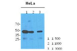 Western Blotting (WB) image for anti-N-Acetylneuraminic Acid Synthase (NANS) antibody (ABIN781547) (NANS antibody)