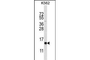 HIST1H2BL Antibody (N-term) (ABIN656638 and ABIN2845883) western blot analysis in K562 cell line lysates (35 μg/lane). (Histone 2b (HIST1H2BL) (AA 1-30), (N-Term) antibody)