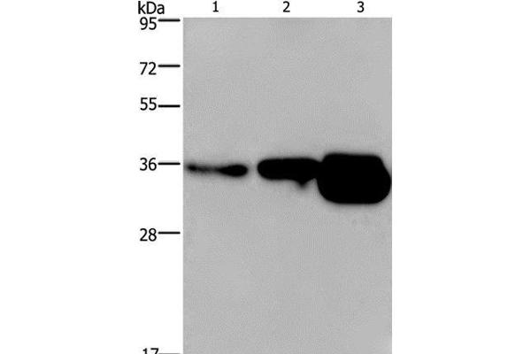CUEDC2 antibody