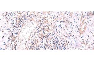 MRPS24 antibody