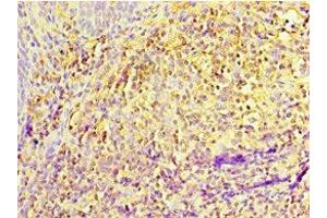 Immunohistochemistry of paraffin-embedded human tonsil tissue using ABIN7156877 at dilution of 1:100