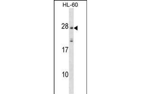 MS4A5 Antikörper  (N-Term)