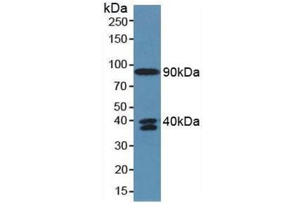 C4A anticorps  (AA 680-756)