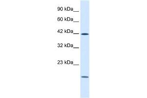 WB Suggested Anti-USF1 Antibody Titration:  1.