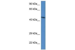 Western Blot showing Abra antibody used at a concentration of 1. (ABRA antibody  (C-Term))