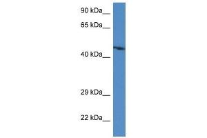 Western Blot showing Abra antibody used at a concentration of 1. (ABRA antibody  (C-Term))