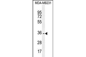 OR10Z1 Antibody (C-term) (ABIN655371 and ABIN2844927) western blot analysis in MDA-M cell line lysates (35 μg/lane). (OR10Z1 antibody  (C-Term))