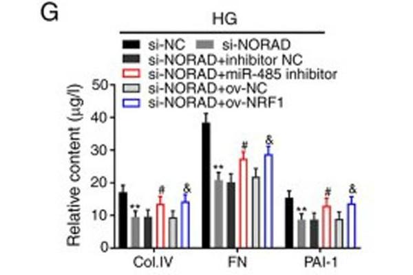 Collagen IV Protein