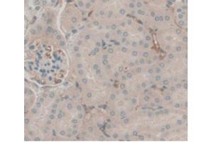 IHC-P analysis of Mouse Kidney Tissue, with DAB staining. (C5A antibody  (AA 679-755))