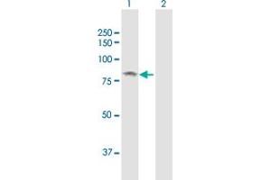 SMPD3 antibody  (AA 1-655)