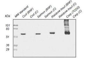 Western Blotting (WB) image for anti-Cytochrome P450 1A (CYP1A) antibody (ABIN108737) (CYP1A antibody)