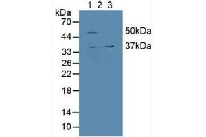 Figure. (CALU antibody  (AA 20-315))