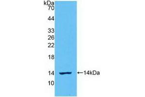Detection of Recombinant IL8, Ovine using Polyclonal Antibody to Interleukin 8 (IL8) (IL-8 antibody  (AA 23-101))
