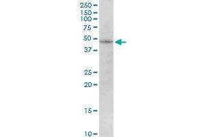 PIP4K2B MaxPab polyclonal antibody. (PIP4K2B antibody  (AA 1-416))