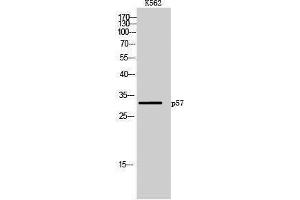 Western Blotting (WB) image for anti-P57 (Ser238) antibody (ABIN3186289) (P57 (Ser238) antibody)