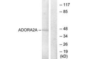 Western blot analysis of extracts from HepG2 cells, using ADORA2A Antibody. (Adenosine A2a Receptor antibody  (AA 321-370))