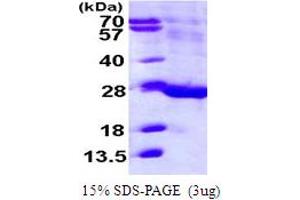 SDS-PAGE (SDS) image for Family with Sequence Similarity 3, Member C (FAM3C) (AA 25-227) protein (His tag) (ABIN667961) (FAM3C Protein (AA 25-227) (His tag))