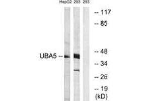 Western blot analysis of extracts from HepG2/293 cells, using UBA5 Antibody. (UBA5 antibody  (AA 281-330))