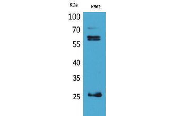 PROCR antibody  (Internal Region)