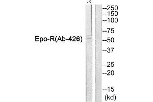 Western Blotting (WB) image for anti-Erythropoietin Receptor (EPOR) antibody (ABIN1848406) (EPOR antibody)
