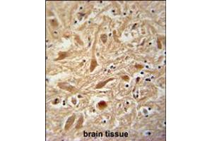 ARPC1A Antibody immunohistochemistry analysis in formalin fixed and paraffin embedded human brain tissue followed by peroxidase conjugation of the secondary antibody and DAB staining. (ARPC1A antibody  (AA 157-184))