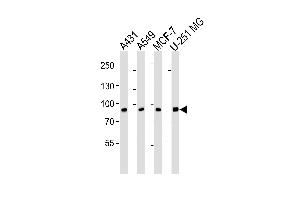 Western blot analysis of lysates from A431, A549, MCF-7, U-251 MG cell line (from left to right), using CN1 Antibody (ABIN6242895 and ABIN6577068). (CAPNL1 antibody  (AA 1-420))