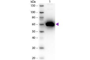 Western blot of Peroxidase conjugated Rabbit Anti-Human Serum Albumin secondary antibody. (Albumin antibody  (HRP))
