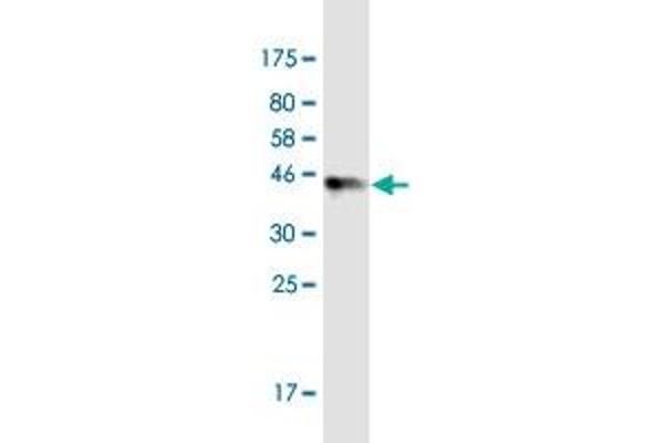 TTC9C antibody  (AA 1-171)