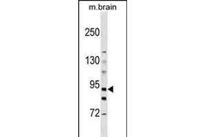 HK3 Antibody  (ABIN392753 and ABIN2842205) western blot analysis in mouse brain tissue lysates (35 μg/lane).